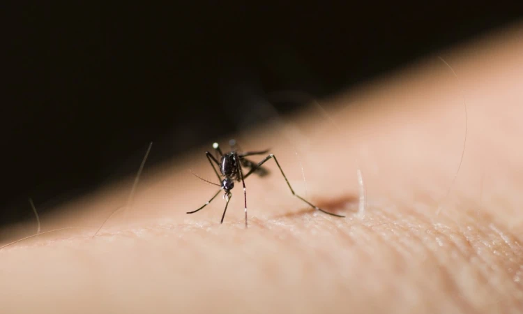 Uczulenie na komary – przyczyny, objawy i łagodzenie - zdjęcie